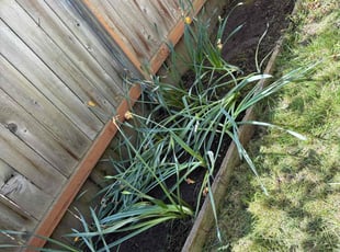 Weeding by Tim Holley for Jane J. in Beaverton, OR