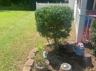 Bush Trimming by Kenneth Fiers for Arthur B. in Suffolk, VA