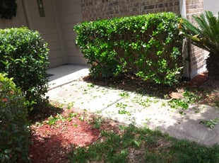 Bush Trimming by Jose Flores for Marcelina R. in Katy, TX