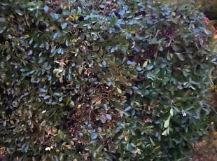 Bush Trimming by Jamar Bennett for Beth S. in Hyattsville, MD