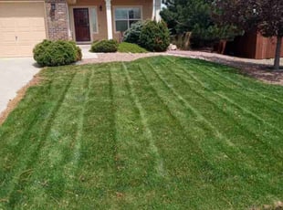 Nichole T.'s Lawn Care service result