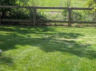 Daniel C.'s Lawn Mowing service result