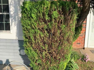 Bush Trimming by Bashir Tucker for Seyed N. in Fairless Hills, PA