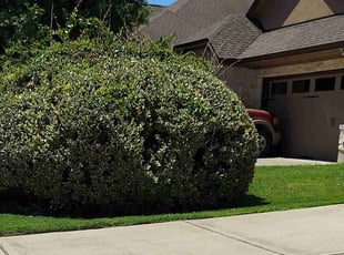 Bush Trimming by Rene Gabriel Ramirez for Jon C. in Round Rock, TX
