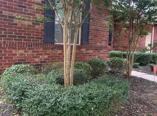 Bush Trimming by Antonio Infante for Sandra S. in Pearland, TX