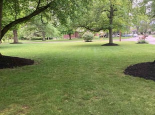Joan R.'s Lawn Service service result