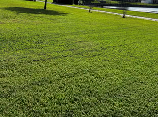 Leah W.'s Grass Cutting service result
