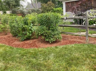 Bush Trimming by Jose Maltos for Patrice L. in Cincinnati, OH