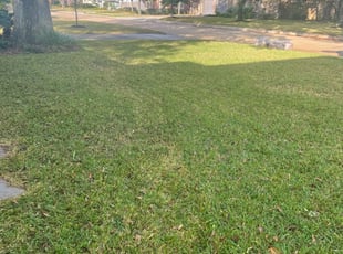 Leaf Removal by Rene Contreras for Jason M. in Bellaire, TX