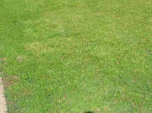 Leon F.'s Lawn Care service result