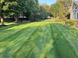 Zanab I.'s Yard Cutting service result