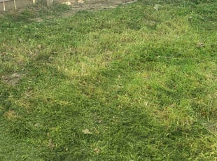 Weeding by Thurman Rodgers for Eugene B. in Olive Branch, MS