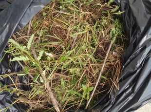 Weeding by Daron Doyle for Aimee C. in Baton Rouge, LA