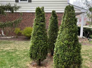 Bush Trimming by Gamaliel Barahona for Wes L. in Libertyville, IL