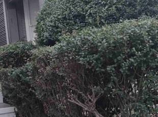 Bush Trimming by Walter Taylor for Calla A. in Petersburg, VA
