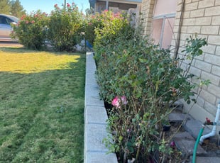 Bush Trimming by Aaron Flores for Lynn K. in Glendale, AZ