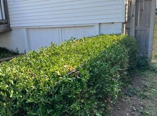 Bush Trimming by Bryant King for Kelly S. in Kansas City, MO