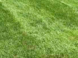 ROBERT E.'s Lawn Service service result