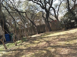 Bush Trimming by Danny Shipman for Samantha C. in San Antonio, TX