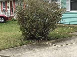 Bush Trimming by Jhon Reyes for Jeffrey A. in Burlington, NJ
