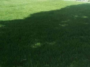 Gwen M.'s Lawn Mowing Service service result