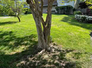 Austin B.'s Lawn Mowing service result