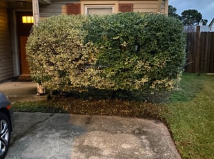 Bush Trimming by Billy Velazquez Jr. for Stacy F. in Virginia Beach, VA