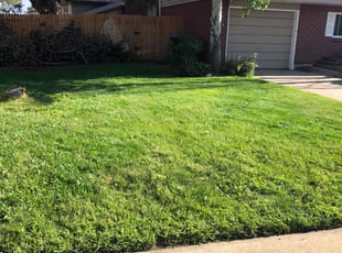 Weeding by Trey Weiler for Michelle M. in Arvada, CO