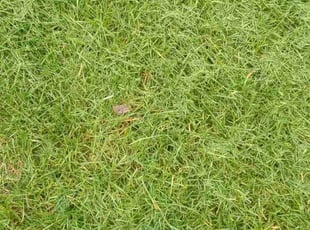 Mohamed A.'s Lawn Service service result