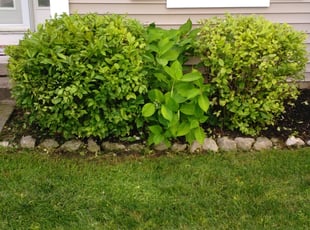 Lauri B.'s Bush Trimming service result