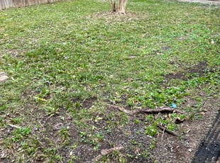 Leaf Removal by Alesandre Duarte for Danilo C. in Leesburg, VA