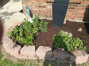 Mulching by Juan Cervantes for Lindsey G. in Grand Prairie, TX