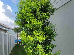 Bush Trimming by Carlos Martinez for Aaron S. in CHAMPIONS GT, FL