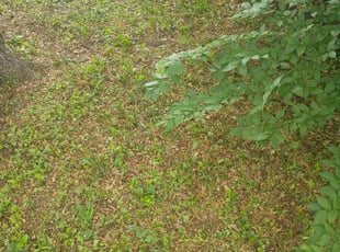 Leaf Removal by Barry Saddler for Kristopher B. in Fort Worth, TX