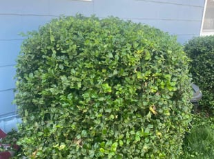 Bush Trimming by Garrick Murphy for Marcie K. in Kansas City, MO