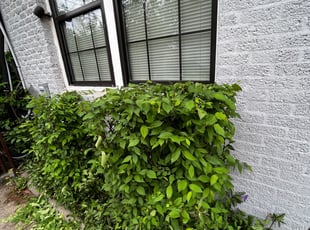 Bush Trimming by Jose Gil for Eugene T. in Houston, TX