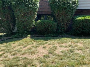 Bush Trimming by Brandon McDonald for Mike C. in Springfield, MO