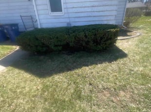 Bush Trimming by Charles Harlett for Cheryl C. in Grand Rapids, MI