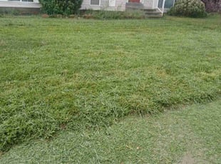 Carolyn G.'s Lawn Mowing service result