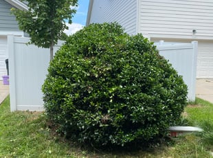 Bush Trimming by Nick Halferty for Jennifer H. in Morrisville, NC
