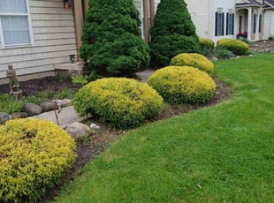 Bush Trimming by Dale Zawicki for Maria W. in Medina, OH