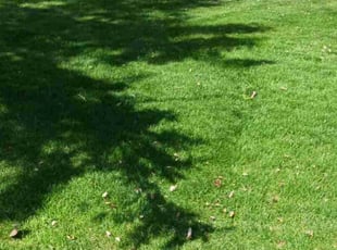 Cleanups by Ryan Sorrentino for Lori Beth P. in Hellertown, PA