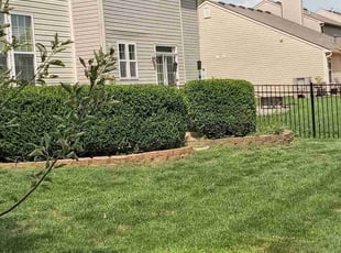 Bush Trimming by Melia Bass-Carlson for Kristel R. in Fishers, IN