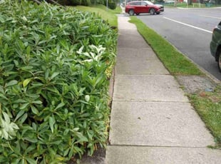 Bush Trimming by Matt Brady for Anderson H. in Abington, PA