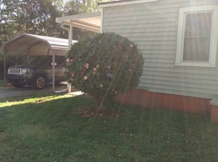 Bush Trimming by Tim Hargett for Jasmine M. in Belmont, NC