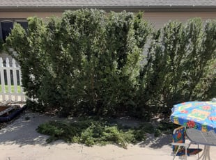 Bush Trimming by Ronnie Henigan for Monet J. in Andover, MN