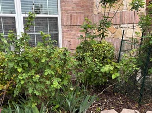 Bush Trimming by Osmin Salvador for Alisha F. in Forney, TX