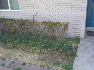 Bush Trimming by Willie Carmichael Jr for Ronnie A. in Apopka, FL