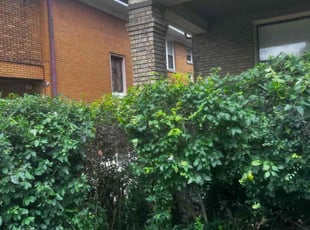 Bush Trimming by James Abernathy for Asha L. in Cincinnati, OH