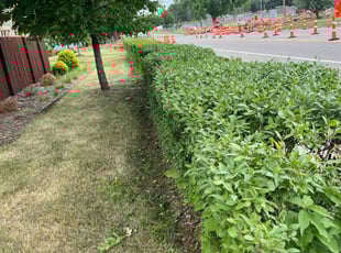 Bush Trimming by Santos Blanco for Ellie S. in Bloomington, MN